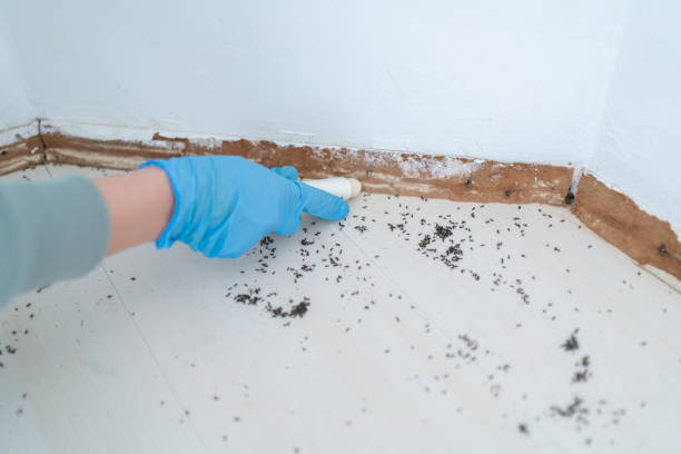 Best Wasp Removal Services  in Hermann, MO